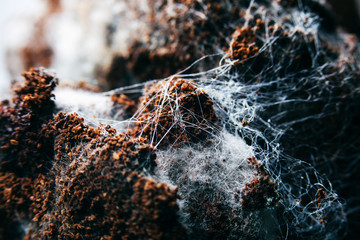 Fungus on old coffee ground for the background.