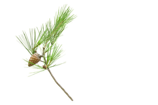 Pine tree branch with cone isolated on white background.Copy space for your text.(pinus halepensis)