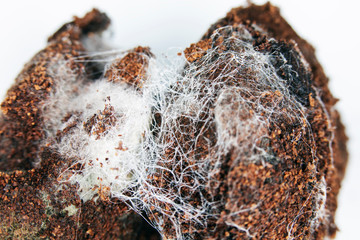 Fungus on old coffee ground for the background.