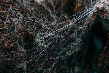 Fungus on old coffee ground for the background.