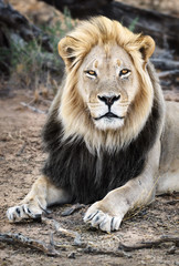 Male black maned Lion portrait close-up highly focused making eye contact with long hair. Panthera leo, Kgalagadi Park