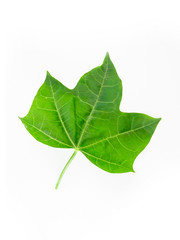 Fototapeta premium Close-up leaves on white isolated, green leaf