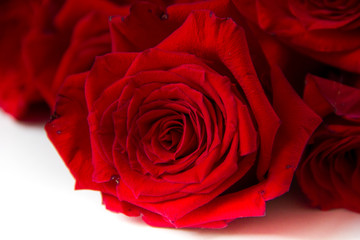 Closeup bouquet of red roses isolated on white background.