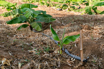 Banana Garden is growing up,Fresh banana is growing up,Banana garden.