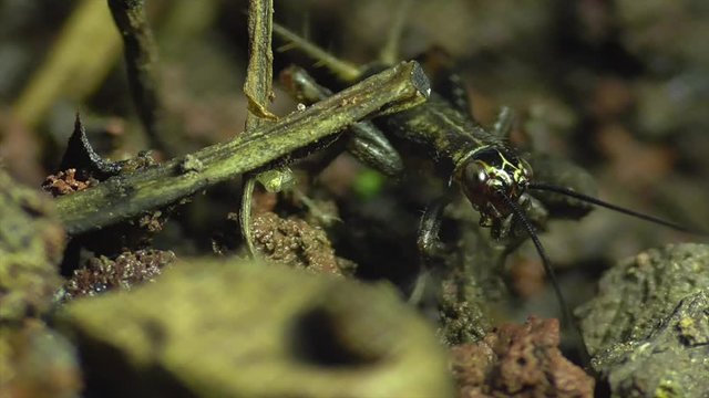 Waldgrille (Nemobius sylvestris)  Nymphe im Laubwald in der Eifel