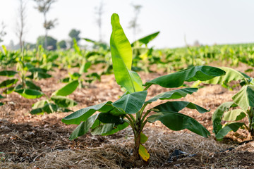 Banana Garden is growing up,Fresh banana is growing up,Banana garden.