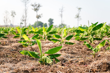 Banana Garden is growing up,Fresh banana is growing up,Banana garden.