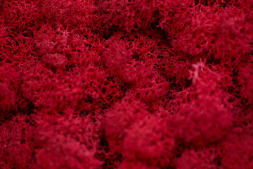 Beautiful background of red moss
