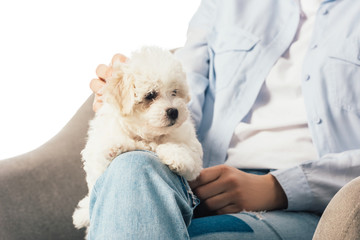 cropped view of woman stroking Havanese puppy and sitting on armchair isolated on white