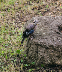 A wild bird stands on a rock in nature