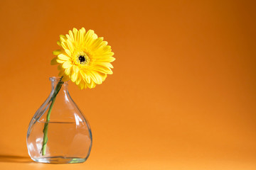 Gerbera on the orange background