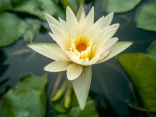 lotus in the pond