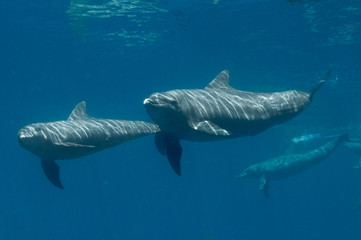 Couple of dolphins free swimming in the Indian Ocean. Seychelles