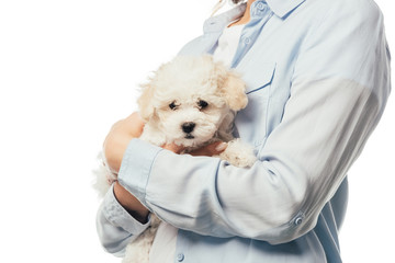 Obraz premium cropped view of woman holding Havanese puppy isolated on white