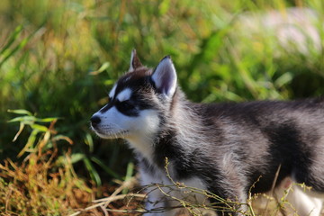 Dog Husky