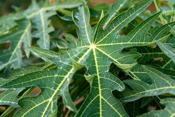 close up papaya fruit on papaya tree in farm.