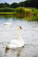 beautiful white swan swims in a pond. Romantic bird in a lake