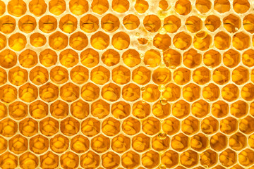 Honeycomb with honey.  macro shot.