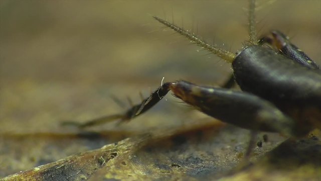 Waldgrille (Nemobius sylvestris)  Nymphe im Laubwald in der Eifel