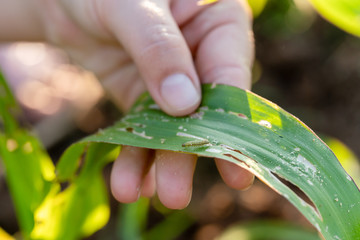 Corn leaf damaged by fall armyworm Spodoptera frugiperda.Corn leaves attacked by worms in maize field.