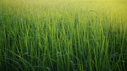green wheat field of grass
