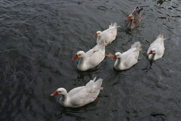 ducks in water