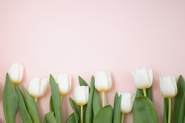 White tulips on the pink background