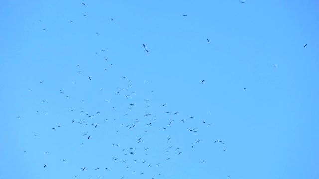 A flock of birds flies against the blue sky.