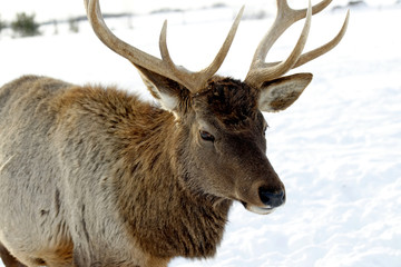 deer in the snow