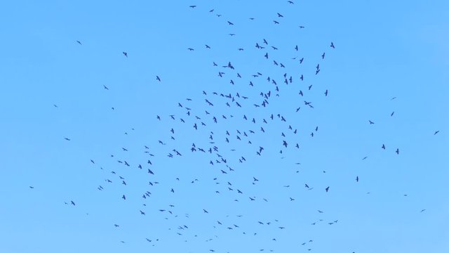 A flock of birds flies against the blue sky.