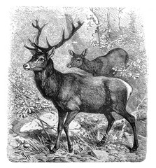 Red deer (Cervus Elaphus) Antique engraved illustration from Brockhaus Konversations-Lexikon 1908 © Basicmoments