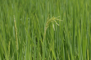 rice on green background