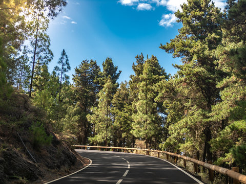 Beautiful image of sharp road turn in pine forest at mountains