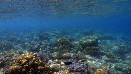 Naklejka na ściany i meble Colorful coral reefs with hard coral