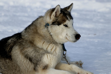 portrait of siberian husky