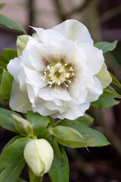 Helleborus Orientalis Double Ellen White Spotted