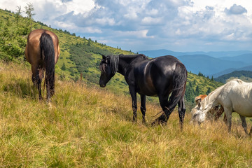 Horses with a foal walking in the mountains on a meadow on a warm summer day. Natural background