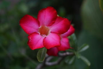 red flower