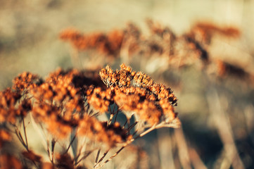 Dried flower of a yarrow in close focus under the sun. Warm autumn day in a rustic field. Medicinal plant in the fall.