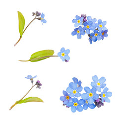 Little blue flowers isolated on white