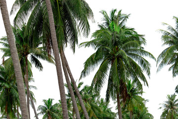 Fototapeta na wymiar Coconut palm tree garden in resort. Palm plantation. Coconut farm in Thailand. Trunk and green leaves of coconut palm tree. Exotic tropical tree. Summer beach tree. Natural source of coconut oil.
