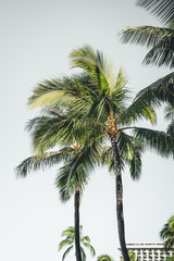 Fototapeta na wymiar Tropical palm trees at Waikiki Beach, Oahu, Hawaii.