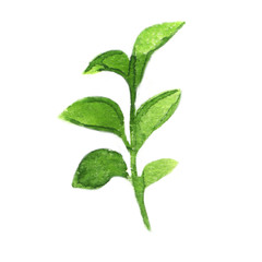 small spring green sprout