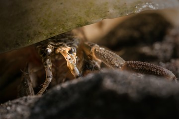 The Hermit