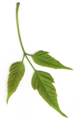 Isolated young green leaf onwhite background. 