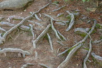 Raices