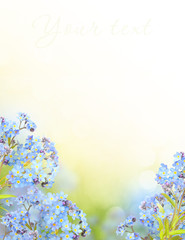 Sunny background with forget-me-not flowers. Flowers on bokeh background, copy space. Spring or summer theme