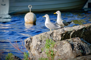 Pair of seagulls