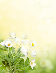 Sunny background with anemone flowers. Flowers on bokeh background, copy space. Spring or summer theme