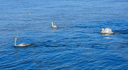 Pursued swans